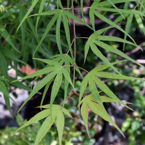 lime-green leaves with pink stems
