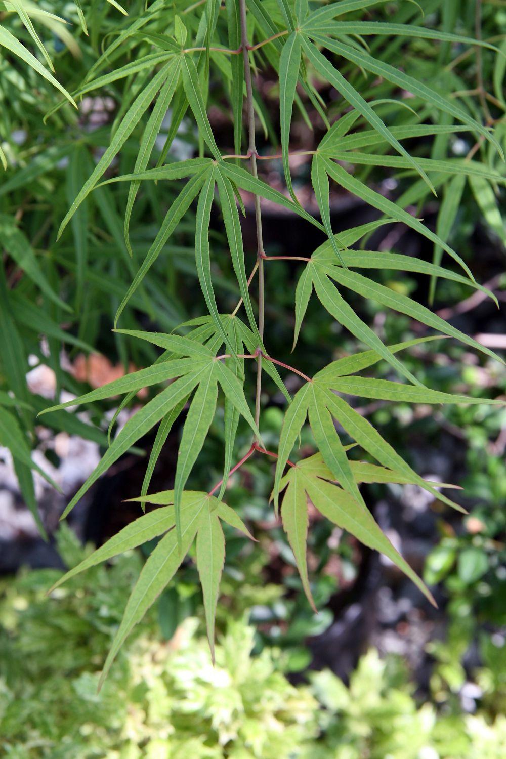 lime-green leaves with pink stems