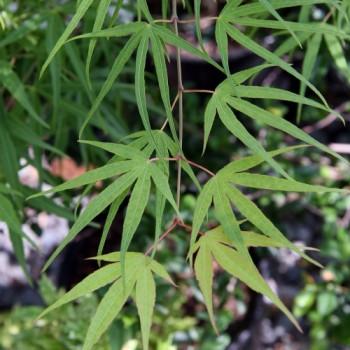 Plant Thumbnail