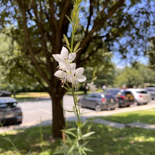 white flowers with white filaments, green stem, and small, green leaves