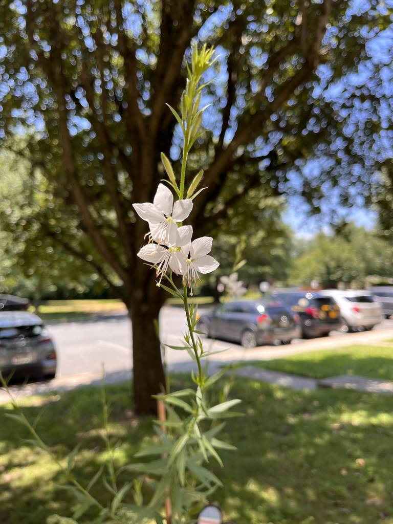 white flowers with white filaments, green stem, and small, green leaves