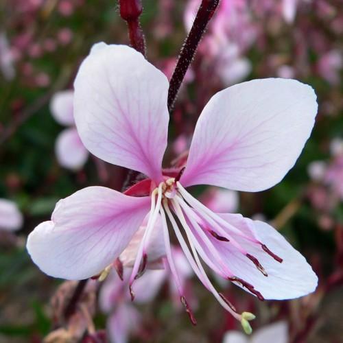 white-pink flowers with filaments, maroon anthers, light-green stigma and brown stems