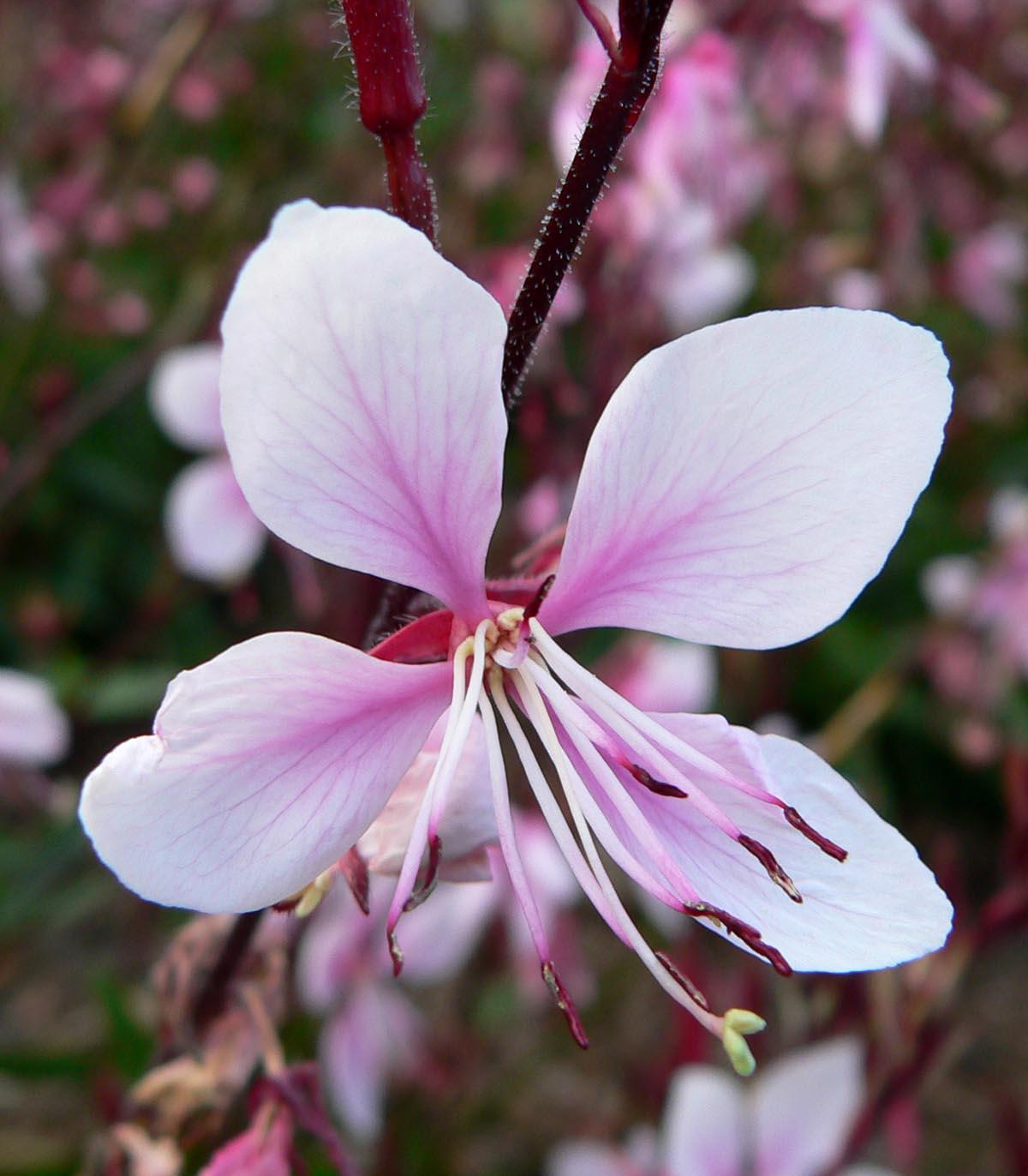 white-pink flowers with filaments, maroon anthers, light-green stigma and brown stems