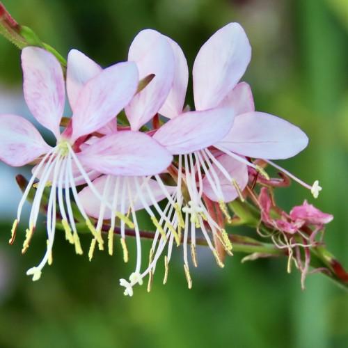 white-pink flowers with white filaments, yellow anthers, white stigma and brown-green foliage and stems