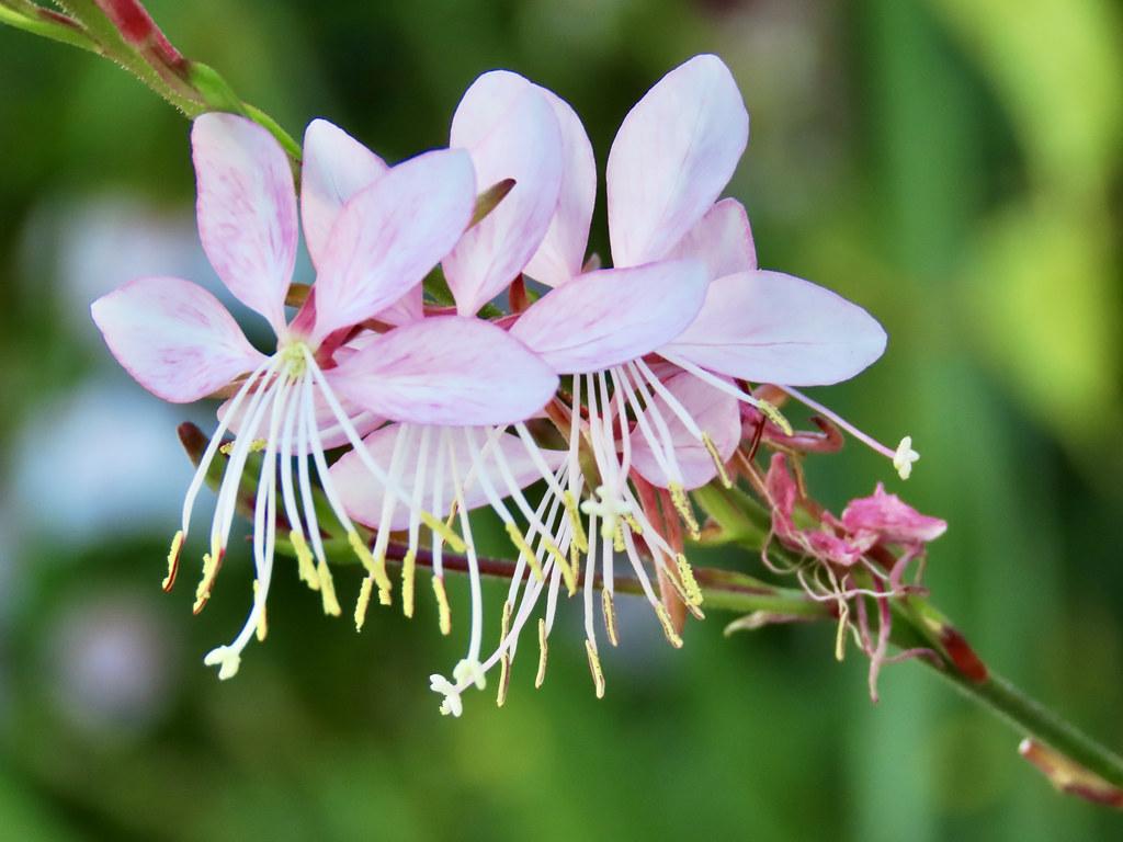 white-pink flowers with white filaments, yellow anthers, white stigma and brown-green foliage and stems