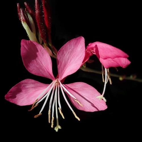 pink flowers with white filaments, yellow-brown anthers, light-green stigmas, maroon buds and light-green stems