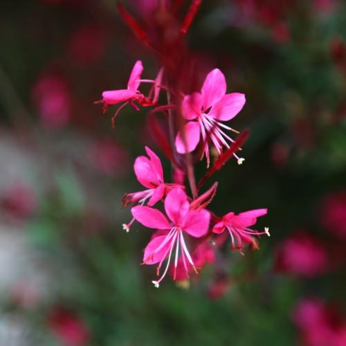pink flowers with white filaments, red anthers, red buds and stems
