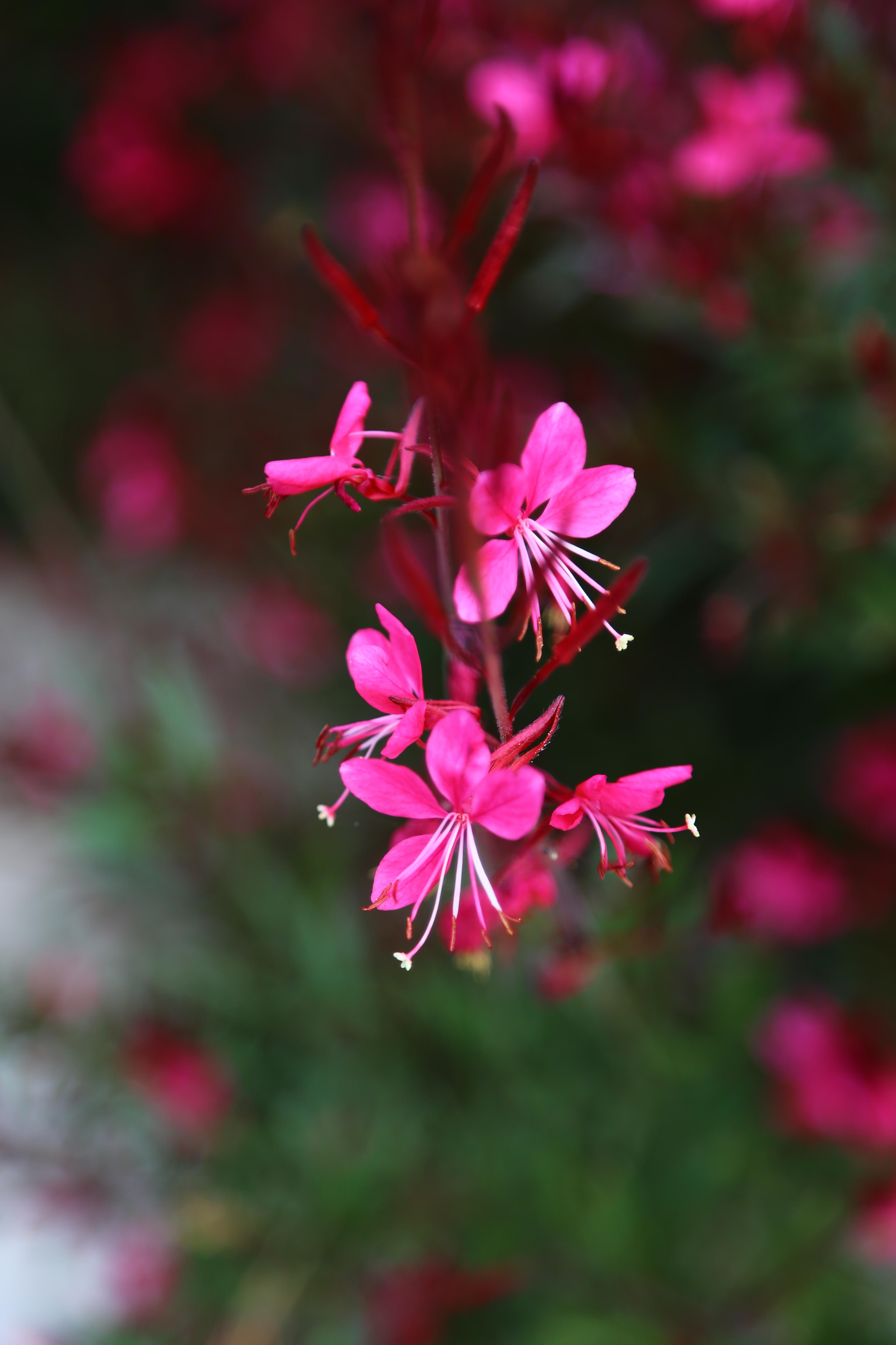 pink flowers with white filaments, red anthers, red buds and stems
