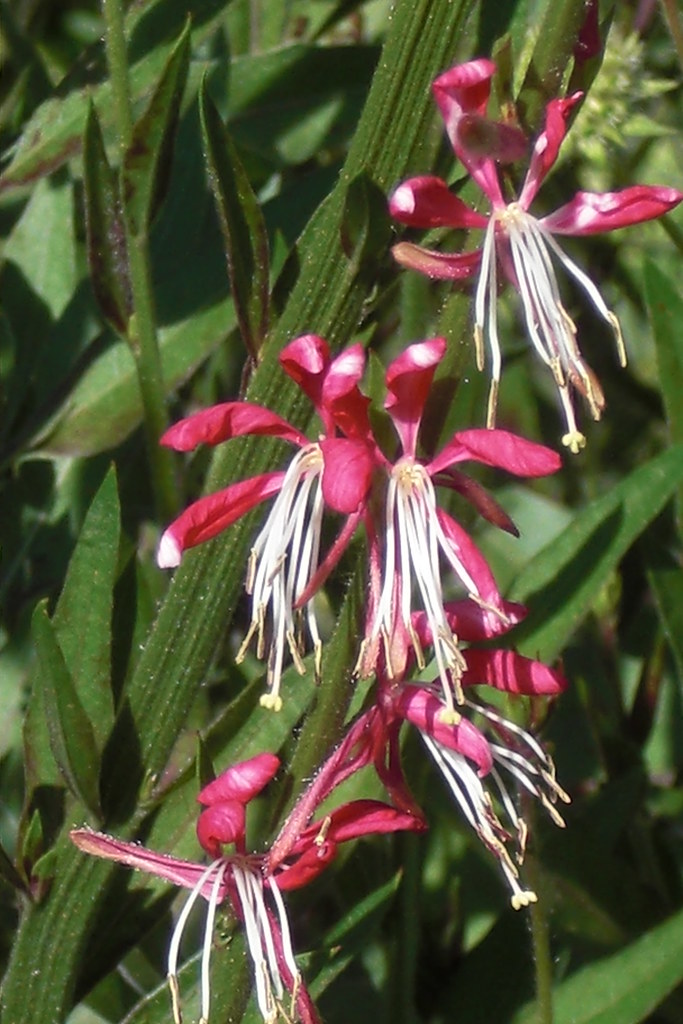 deep red flowers with white, long stamens, green stems, and leaves