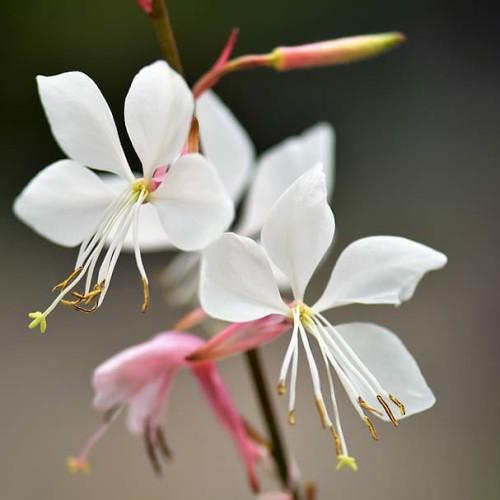 white-pink flowers with white filaments, yellow-brown anthers, yellow-green stigmas, pink-lime buds and brown stems