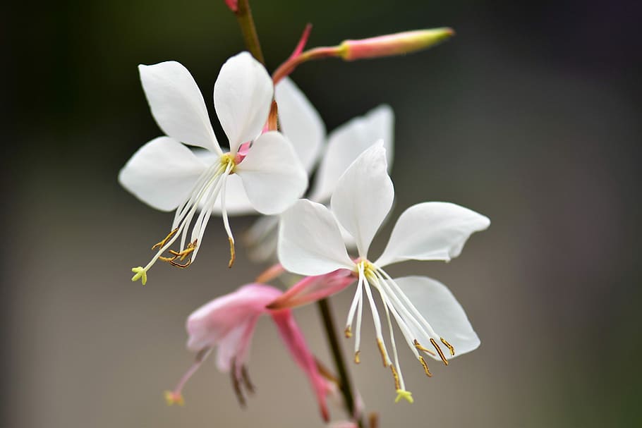 white-pink flowers with white filaments, yellow-brown anthers, yellow-green stigmas, pink-lime buds and brown stems