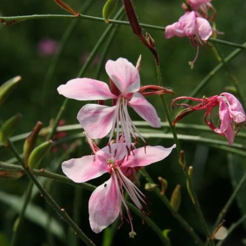 white-pink flowers with white filaments, maroon anthers, lime stigma, green stems and green-brown buds