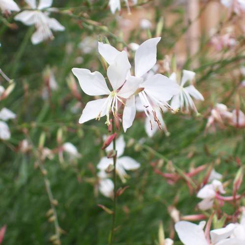 white flowers with white-pink filaments, and green stems