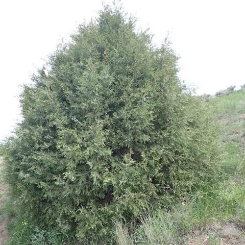 Green foliage.