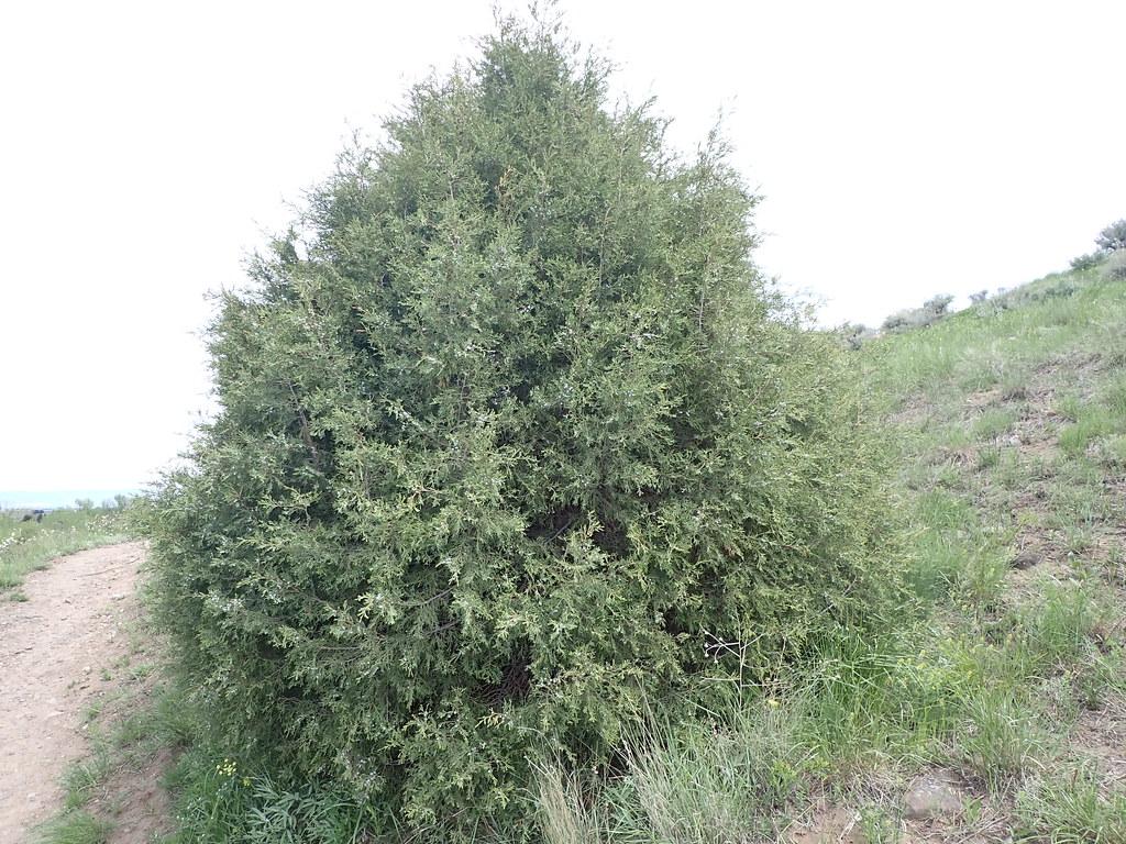 A tree with a tiny gray-brown trunk, gray-brown stems and a huge growth of green leaves.