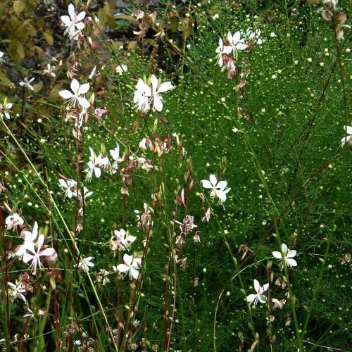 white flowers with green, tall, arching stems and green tern-like, feathery leaves