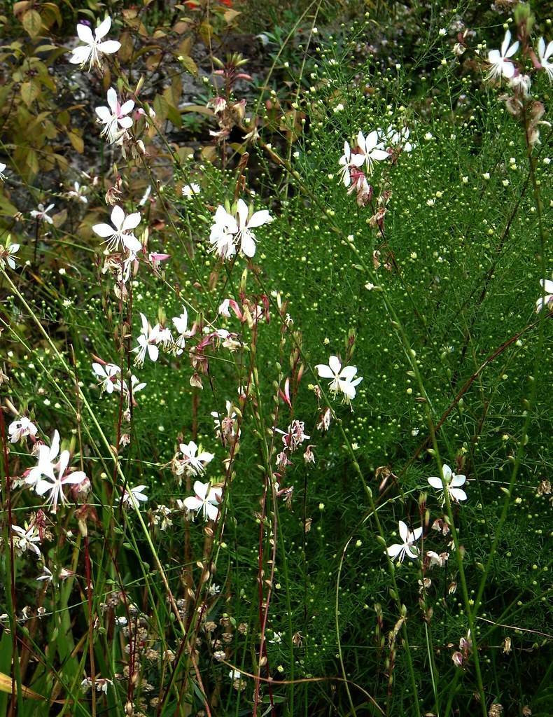 white flowers with green, tall, arching stems and green tern-like, feathery leaves