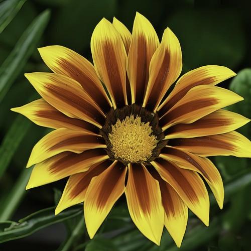 yellow-brown flower with yellow-brown center, green leaves and stem