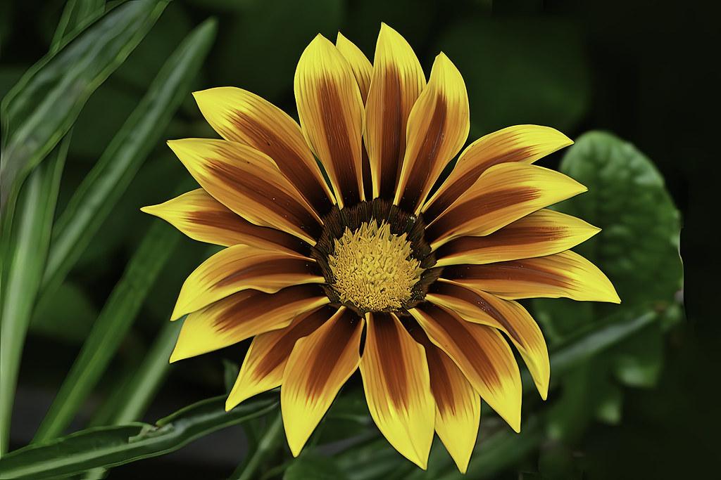yellow-brown flower with yellow-brown center, green leaves and stem