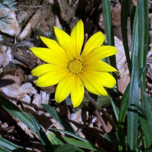 bright yellow flower with yellow stamens, brown stem, and dark green, narrow, long leaves