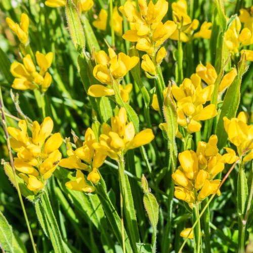 bright-yellow flowers and buds, with lime leaves and stems