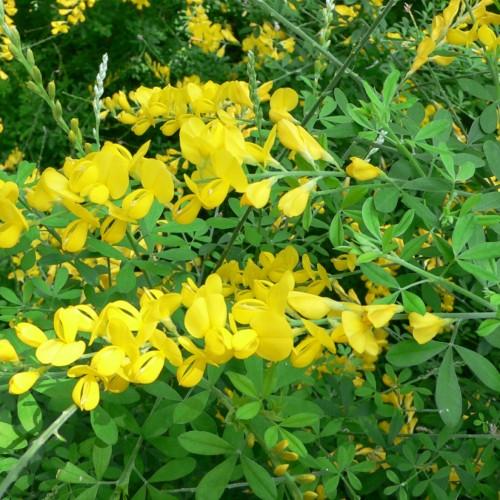 yellow flowers and buds with green leaves and stems