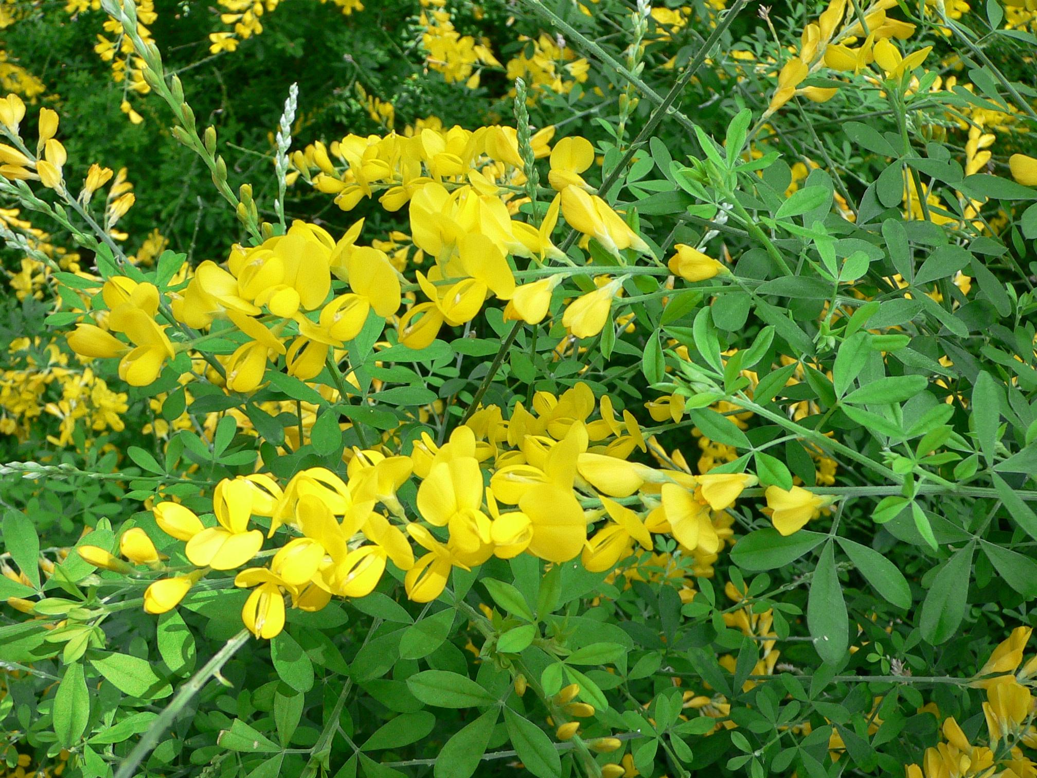 yellow flowers and buds with green leaves and stems