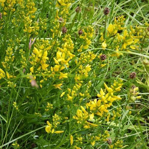spike-shaped clusters of yellow flowers, green stems, and grass-like green leaves