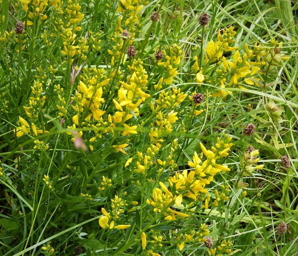 spike-shaped clusters of yellow flowers, green stems, and grass-like green leaves