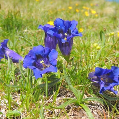 blue flowers with yellow stigma and ovary, blue style, green leaves, lime-yellow buds and stems