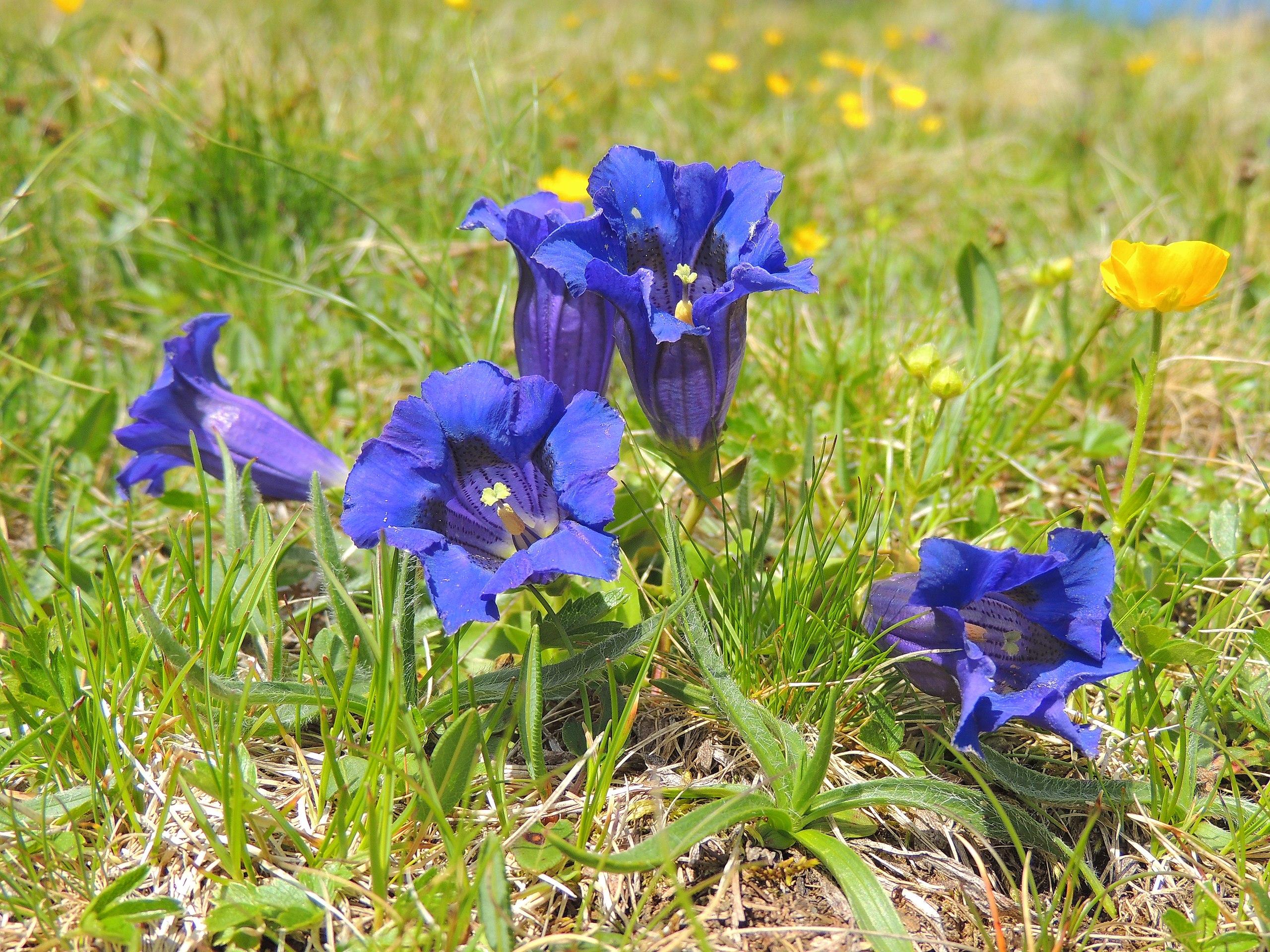 blue flowers with yellow stigma and ovary, blue style, green leaves, lime-yellow buds and stems