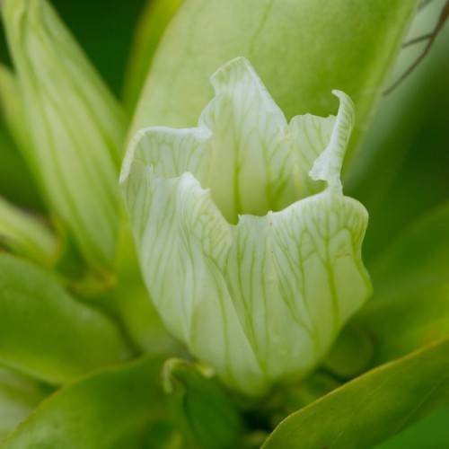 white, cup-shaped flower with green veins and green leaves