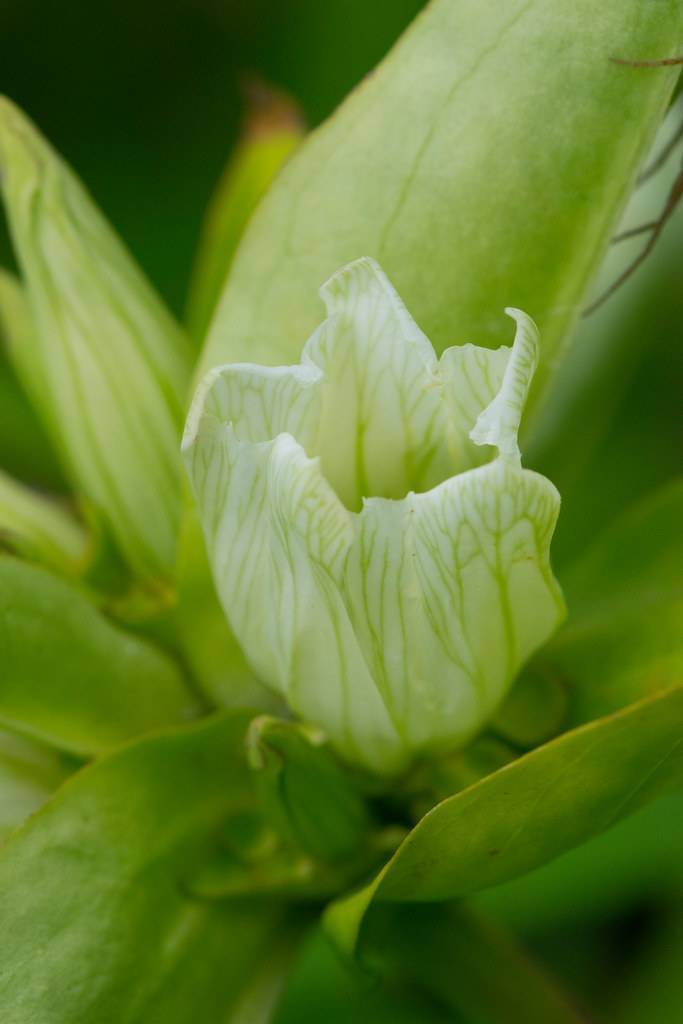 white, cup-shaped flower with green veins and green leaves
