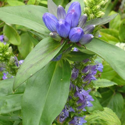 cluster of blue flowers and large, lanceolate, smooth, green leaves