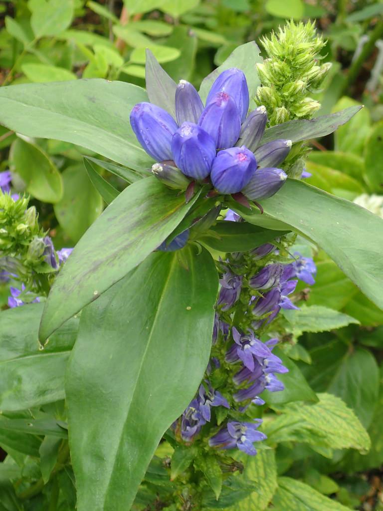 cluster of blue flowers and large, lanceolate, smooth, green leaves 