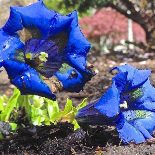 trumpet-shaped, royal-blue, flowers with white stamens and green leaves
