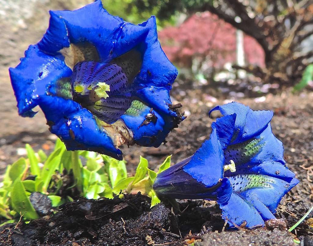 trumpet-shaped, royal-blue, flowers with white stamens and green leaves