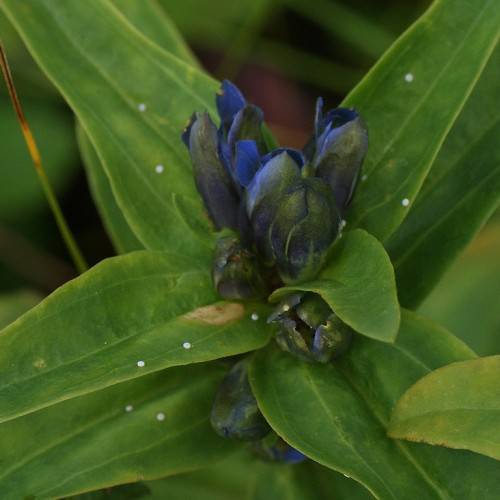 Gentiana cruciata 'Blue Cross'; navy blue to blue flower with green lanceolate long leaves with smooth margins