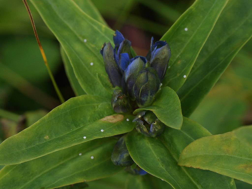 Gentiana cruciata 'Blue Cross'; navy blue to blue flower with green lanceolate long leaves with smooth margins