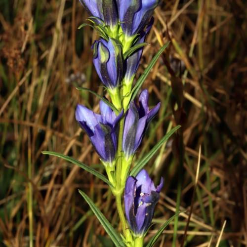 Violet-black flowers, lime sepals, stems and green leaves
