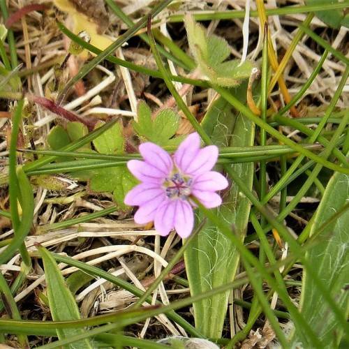 pink-purple flower with violet star-like stamens and green lanceolate leaves