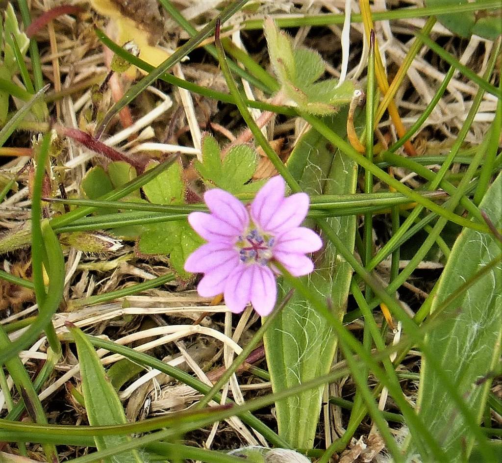 pink-purple flower with violet star-like stamens and green lanceolate leaves 