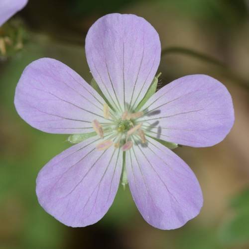 lavender colored flower with five petals with pink stamens and gray-green sepal