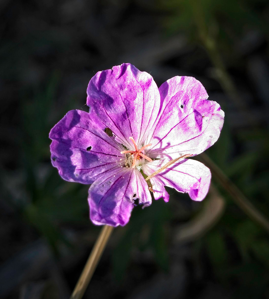 purple flower with dark purple veins and star-like pink stamens 