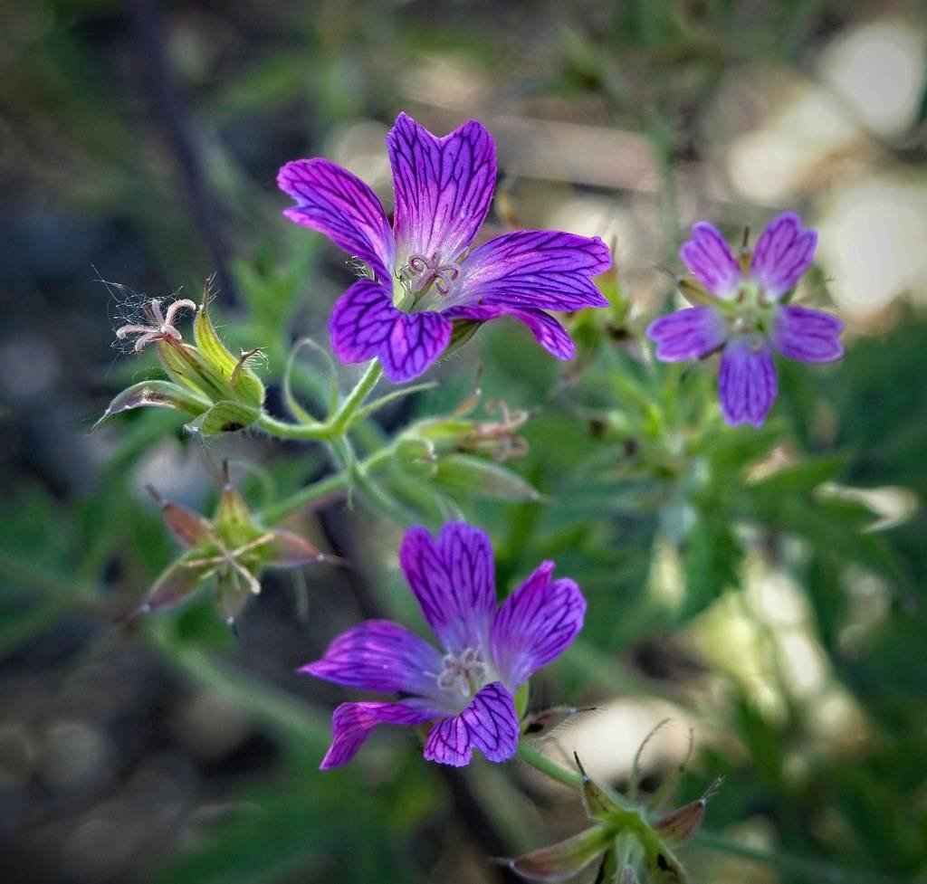 dark purple to blue flowers with violet veins, green, star-like stamens, green sepals, and stems
