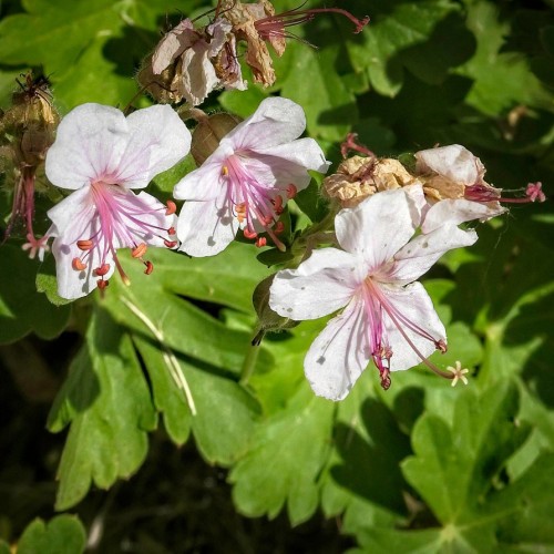 Magenta-white flower with magenta center style and filaments, beige stigma, orange-brown anthers, white hair, lime-green sepals, green stems and leaves and yellow midrib.