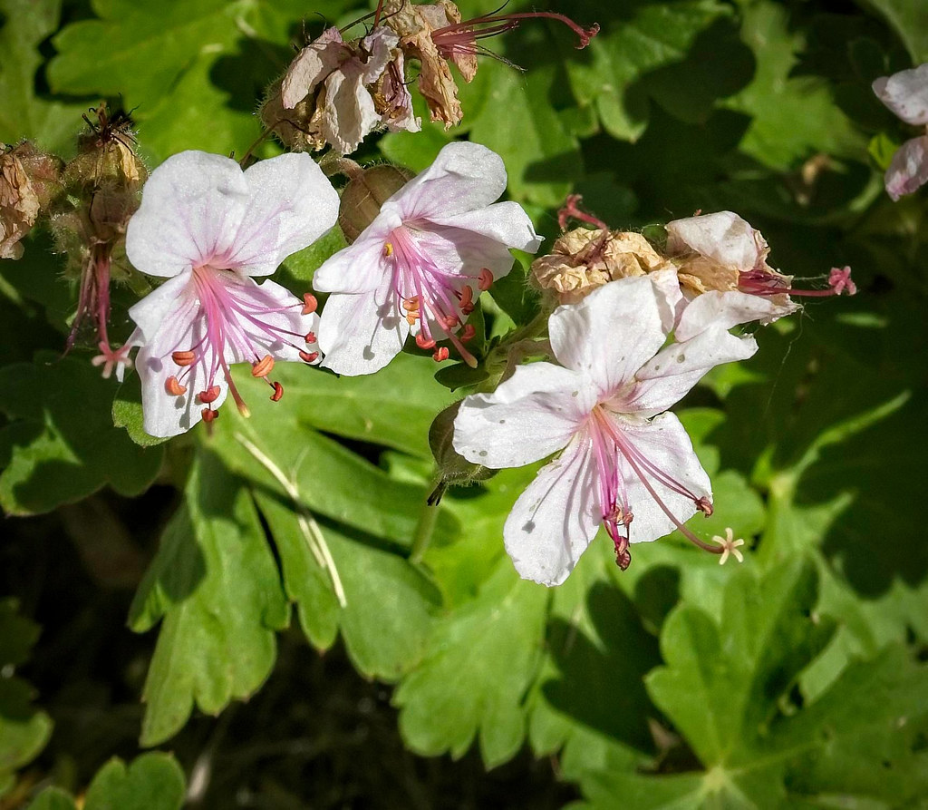 white flowers with purple stamens and green lobed leaves