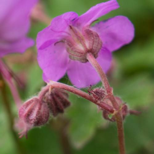 purple flower with hairy purple sepals, buds, and stems