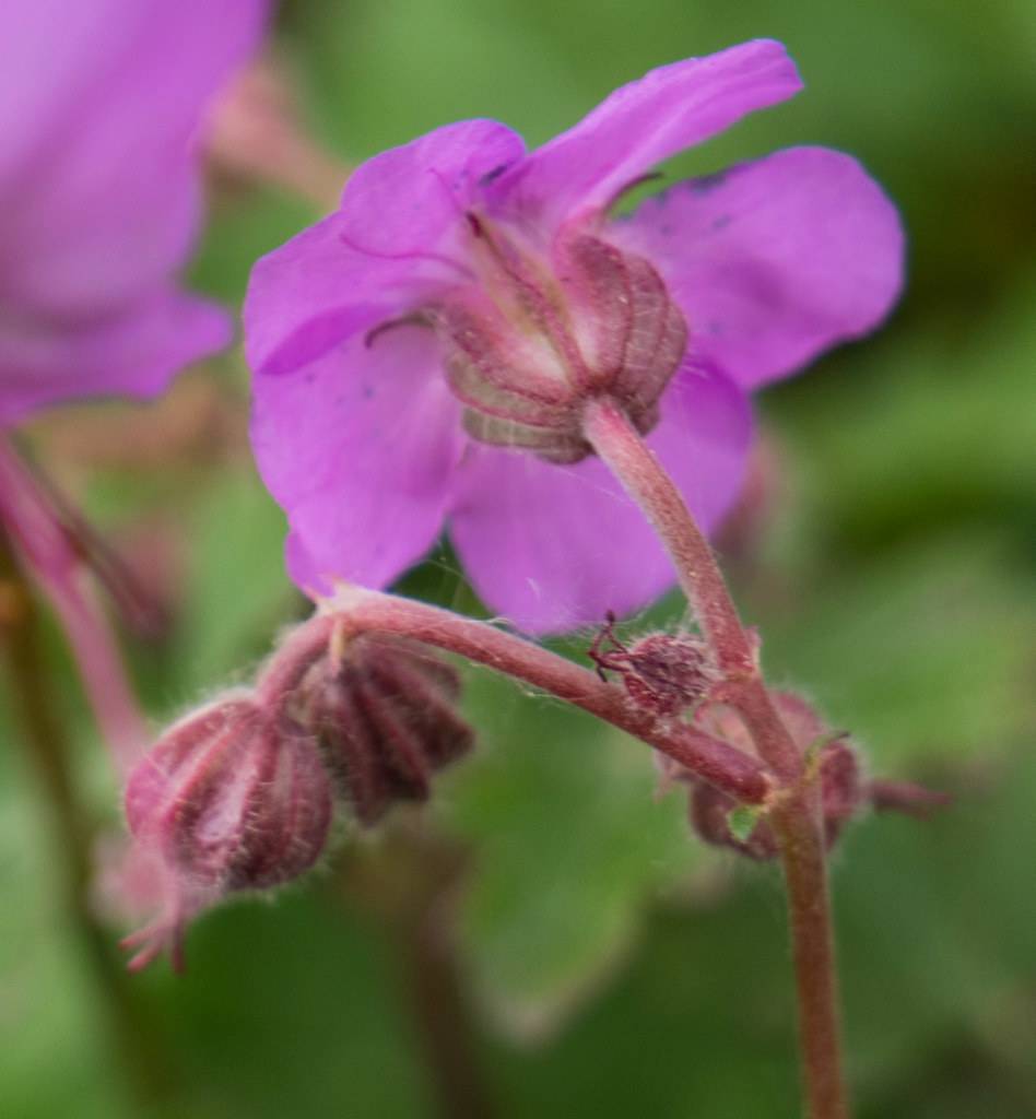 purple flower with hairy purple sepals, buds, and stems