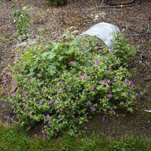 shrub with small, purple flowers, green stems, and green leaves